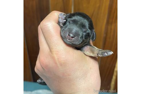 成約済の福岡県のミニチュアダックスフンド(ロングヘアード)-169508の11枚目